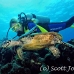 turtle_green_jg_h_0705_png0853.jpg